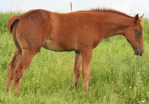 2010 chestnut stud colt - Zippos Tom Dooley x Zippos String of Pearls